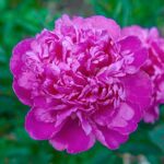 Rizomi de Bujori 1 bucata PAEONIA AMABILIS