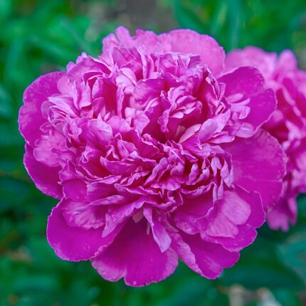Rizomi de Bujori 1 bucata PAEONIA AMABILIS