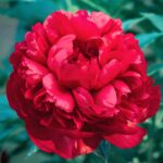 Rizomi de Bujori  1 bucata PAEONIA COMMAND PERFORMANCE