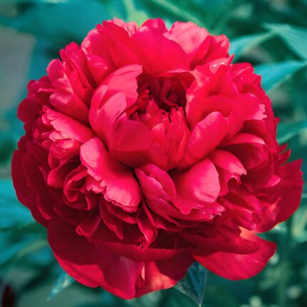 Rizomi de Bujori 1 bucata PAEONIA COMMAND PERFORMANCE