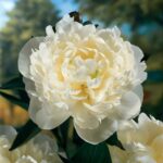 Rizomi de Bujori 1 bucata PAEONIA DUCESSE DE NAMOURS