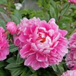 Rizomi de Bujori 1 bucata PAEONIA ALEXANDER FLEMING