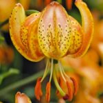 Bulbi Crini Martagon PEPPARD GOLD