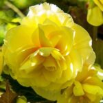 Pachet 2 Bulbi de Begonii Double Yellow