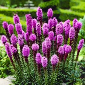 Pachet 5 bulbi de LIATRIS SPICATA