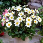 Bulbi de Dalii Bambino Topmix White