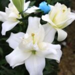 bulbi de crini cu floarea dubla asiatic alb