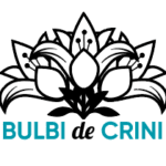 Bulbi de Crini