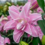 Bulbi Crini cu flaorea dubla 1 bucata Lotus Spring
