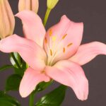 bulbi de flori