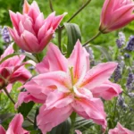 Bulbi Crini cu Floarea dubla Lotus Dream