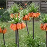 fritilaria portocaliu