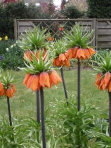 fritilaria portocaliu