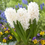 Bulbi Zambile White Pearl