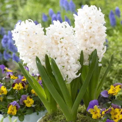 Bulbi Zambile White Pearl
