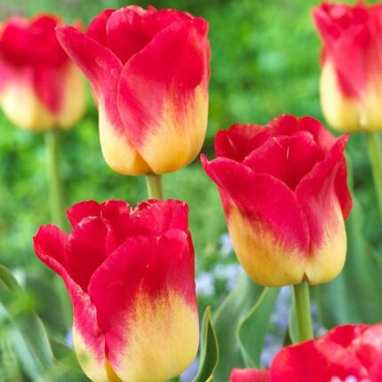 Tulipa Match