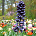 fritilaria mov
