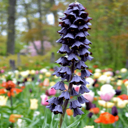 fritilaria mov