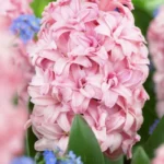 bulbi de zambile roz Pink Rosy