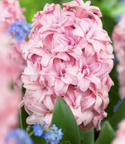 bulbi de zambile roz Pink Rosy