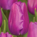 Bulbi lalele Purple Flag