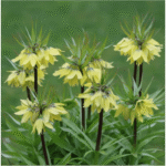 fritilaria galben