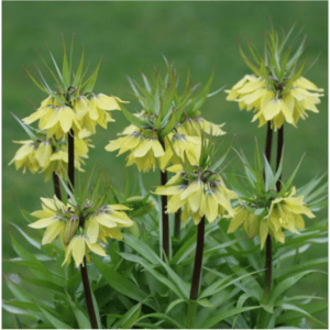 fritilaria galben