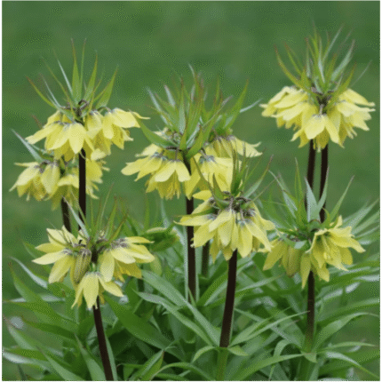 fritilaria galben
