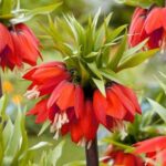 fritilaria rosu