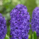 bulbi de zambile duble violet