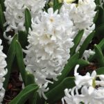 zambile White Rosy
