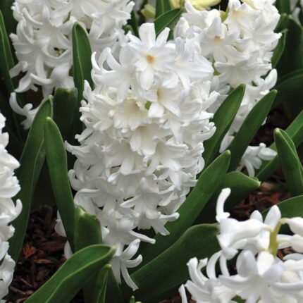 zambile White Rosy