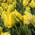 bulbi lalele franjurate