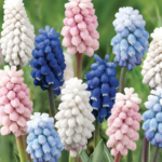 Pachet Promotional 50 Muscari Mix