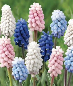 Pachet Promotional 50 Muscari Mix