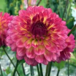 Bulbi Dalii (Gheorghine) 1 bucata Armateras