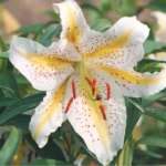 Bulbi Crini 1 bucata - Auratum