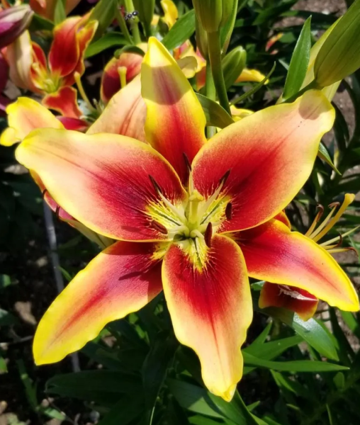 bulbi crini avalon sunset