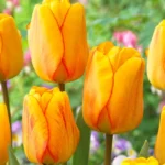 Bulbi Lalele 1 bucata- Blushing Apeldoorn