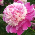 Rizomi de Bujori 1 bucata Cora Stubbs