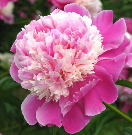 Rizomi de Bujori 1 bucata Cora Stubbs