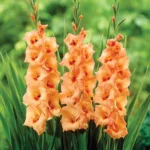 Bulbi Gladiole 1 bucata Peters Pears