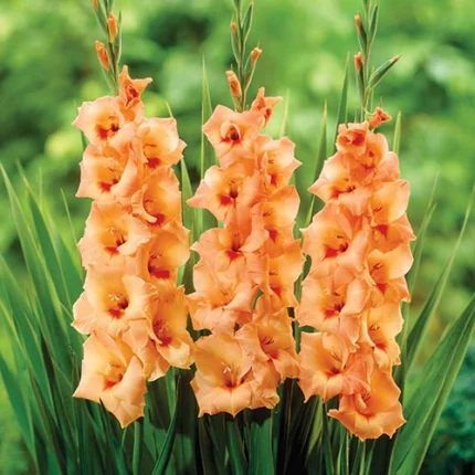 Bulbi Gladiole 1 bucata Peters Pears