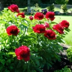 Rizomi de Bujori 1 bucata Red Charm