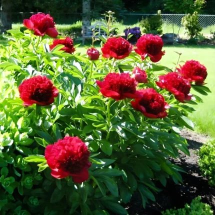 Rizomi de Bujori 1 bucata Red Charm