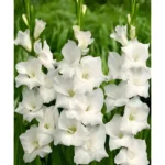 Bulbi Gladiole 1 bucata Serena