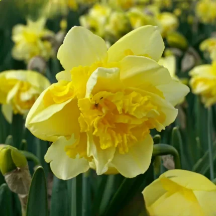 Bulbi Narcise 1 Bucata - Spring Paradijs