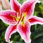 bulbi crini star gazer