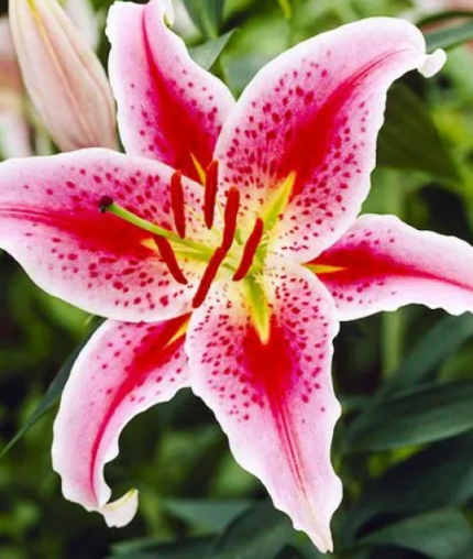 bulbi crini star gazer