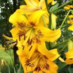 Bulbi Crini Galbeni Yellow Bruse